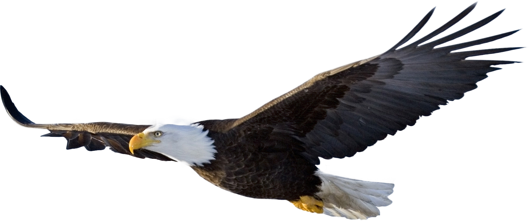 Bald-Eagle-PNG-File.png