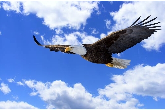 Eagle_Sky.jpg